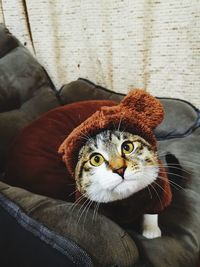 High angle portrait of cat on sofa