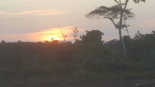 Trees on field against sky during sunset