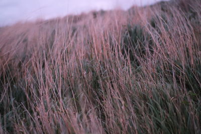 Close-up of stalks in field