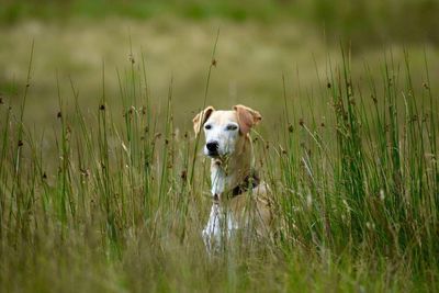 Lurcher at brecon beacons national park