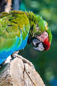 Close-up of parrot perching on branch