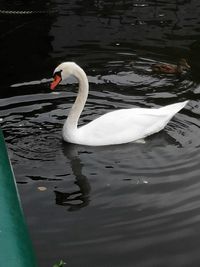 Reflection of swan in water