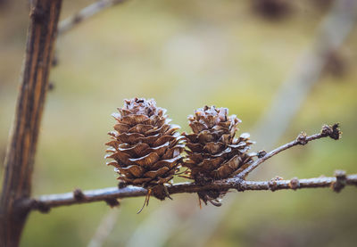 branch