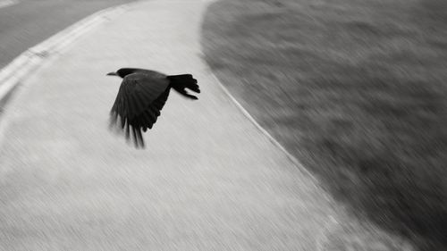 Bird flying above road