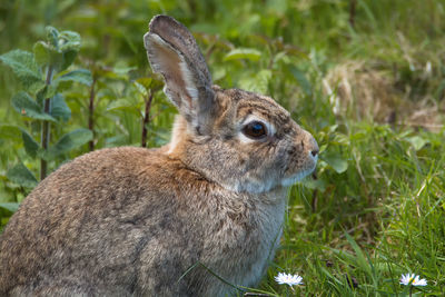 Close-up of an animal on field