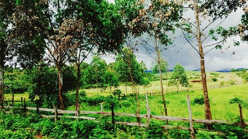 Trees on grassy field