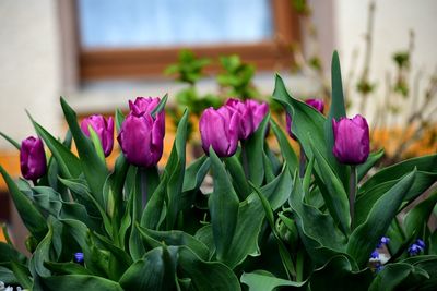 Close-up of pink tulips