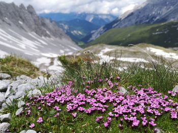 Purple flowering plants on field against mountains at karwendel national park, austria