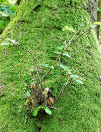 High angle view of lizard on land