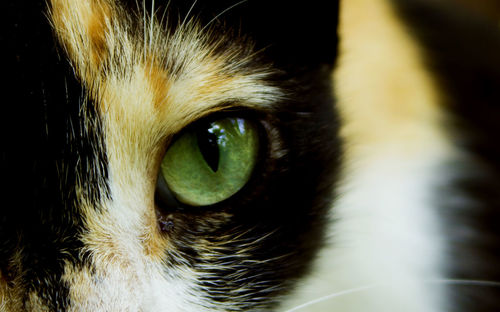 Cropped image of cat eye
