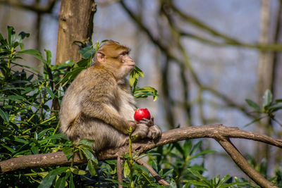 Barbary macaque sitting on branch