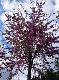 Low angle view of cherry tree against sky