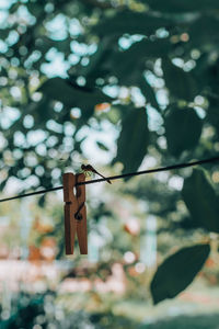 Low angle view of clothespins hanging on tree