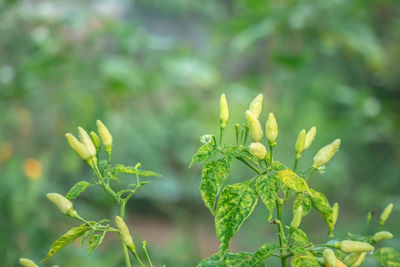 Close-up of yellow flowering plant