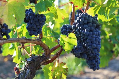 Close-up of grapes growing in vineyard