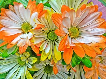 Close-up of multi colored flowers