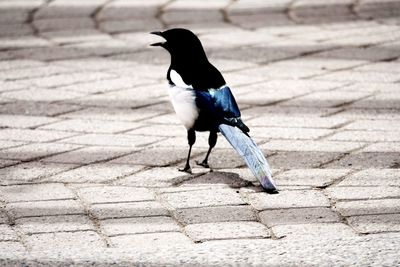 Close-up of bird perching on footpath