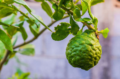 Close-up of fruits on tree