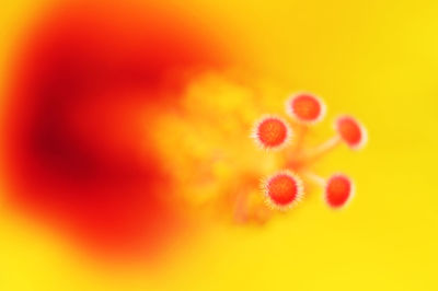 Close-up of yellow flower against orange background