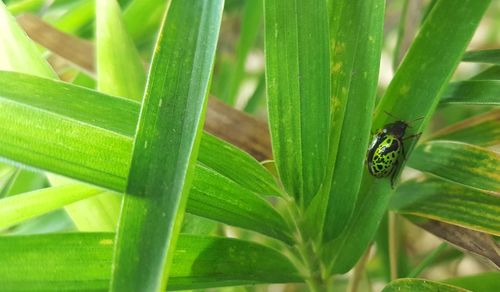 Close-up of insect on plant