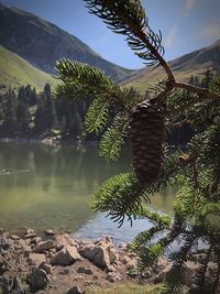 Pine cones on lake by trees against sky
