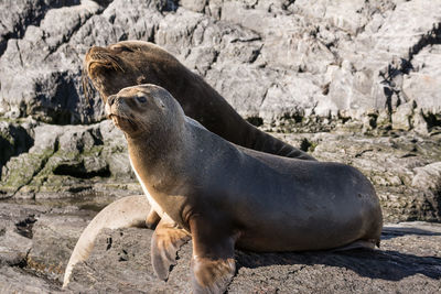 Close-up of sea lion on rock