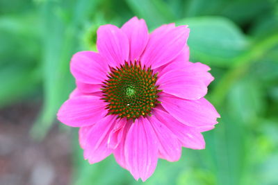 Close-up of pink flower