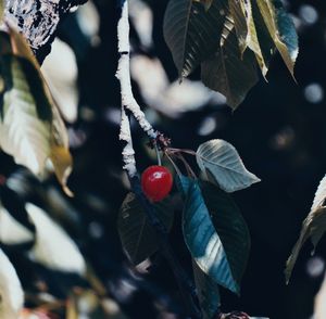 Close-up of red berry growing on tree