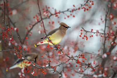 Bird perching on branch