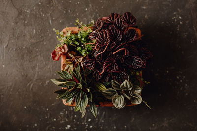 High angle view of flowering plant on table