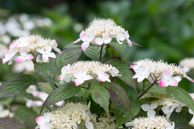 Close-up of white flowering plants