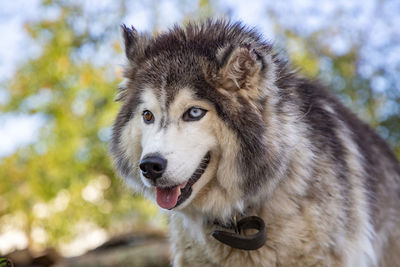 Close-up portrait of a dog