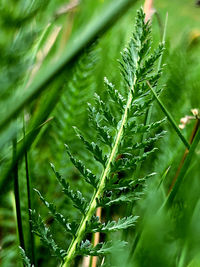 Close-up of wet plant leaves