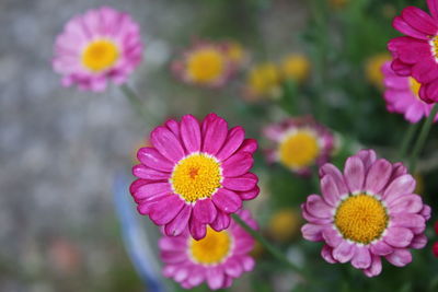 Close-up of pink flower