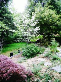 Plants growing in park