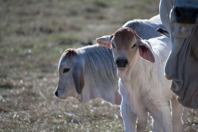 Close-up of cow on field