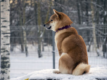 Portrait of dog