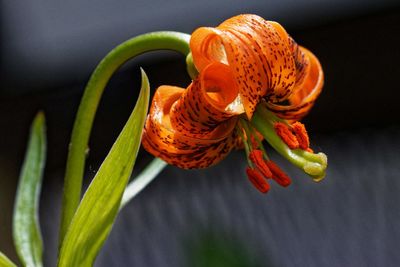 Close-up of orange rose flower