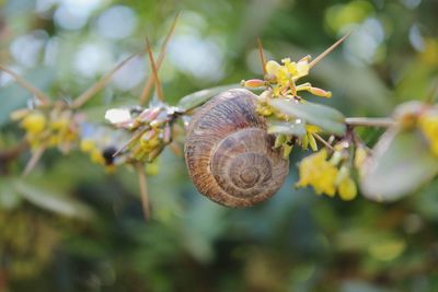 Close-up of snail on plant