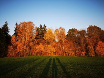 Trees on field against clear sky during autumn