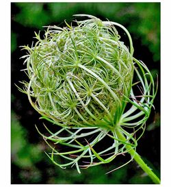 Close-up of cactus plant