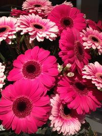 Close-up of pink flowers blooming outdoors