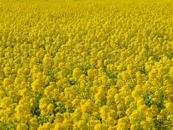 Scenic view of oilseed rape field