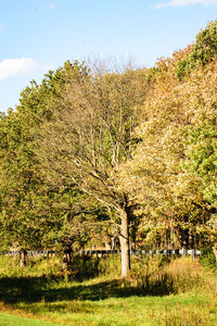 Trees on field against sky