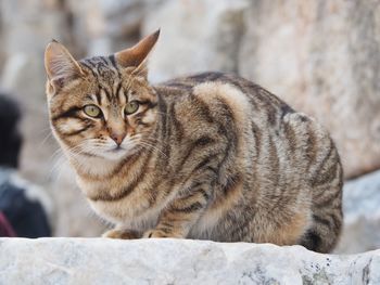 Close-up portrait of a cat looking away