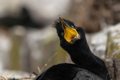 Close-up of bird