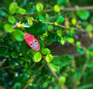 Close-up of insect on leaf