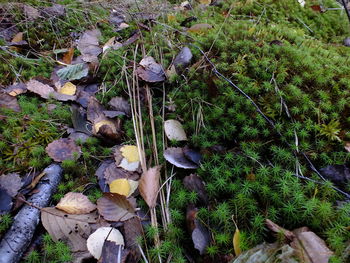 High angle view of mushrooms growing on field