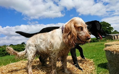 Dogs on hay against sky