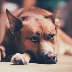 Close-up of loyal brown dog indoors